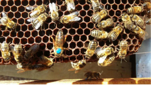 Abeilles dans la ruche